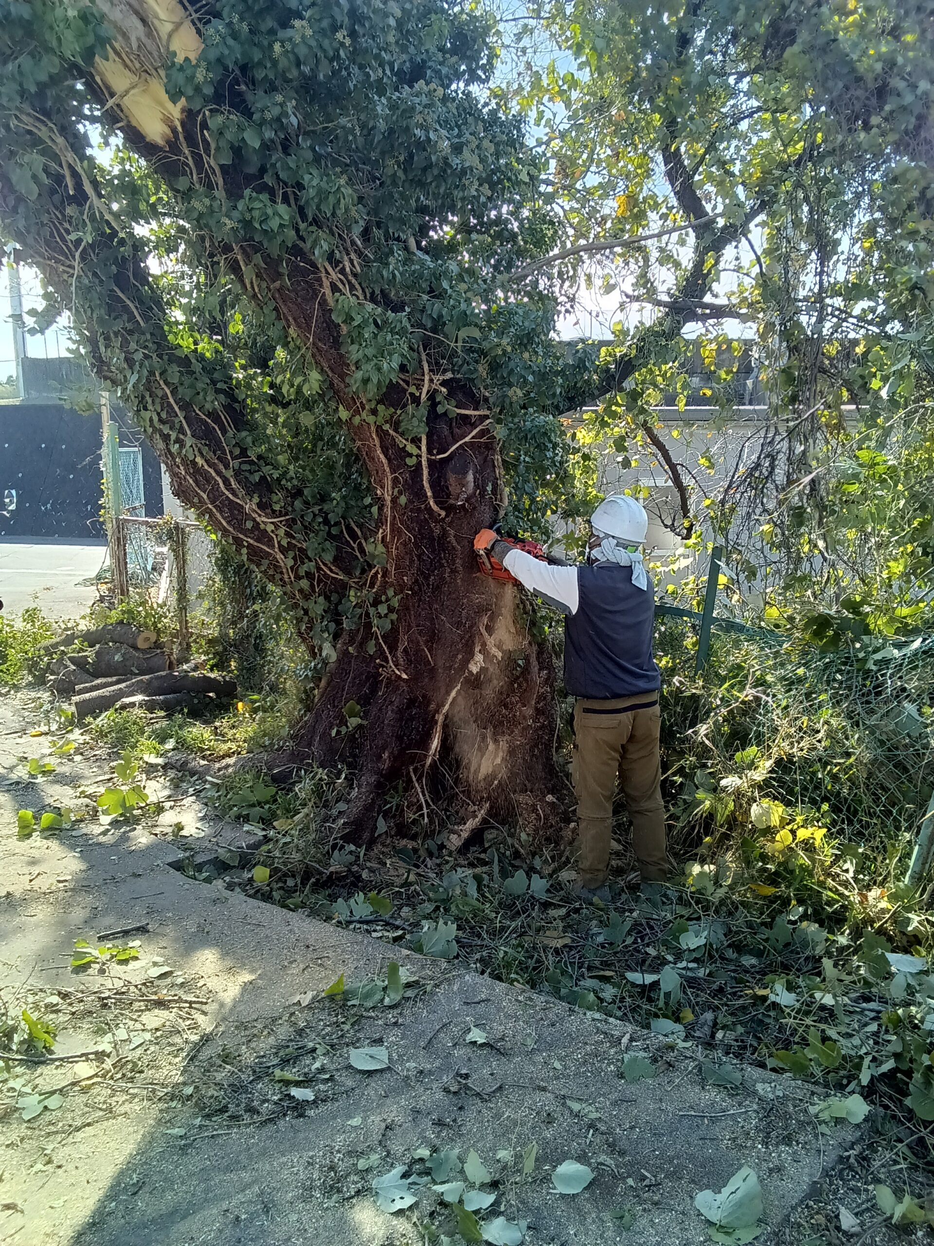 中学校 倒木伐採処理